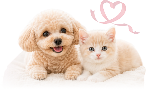 犬と猫の未来のために、今できることがあります。
